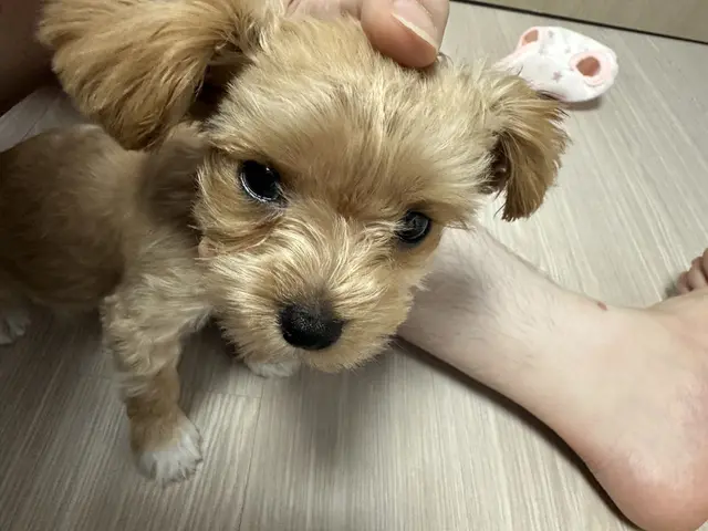 주인의 따뜻한 손길을 받으며 편안하게 쉬고 있는 사랑스러운 순간