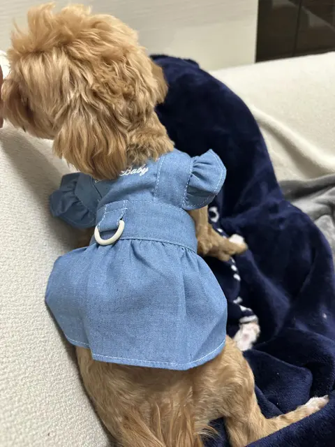 파란 옷을 입고 소파에서 느긋하게 휴식 중인 설탕이의 사랑스러운 모습이네요.
