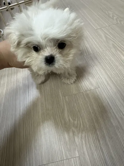 찹쌀이의 순수한 눈빛이 담긴 따뜻한 순간이에요