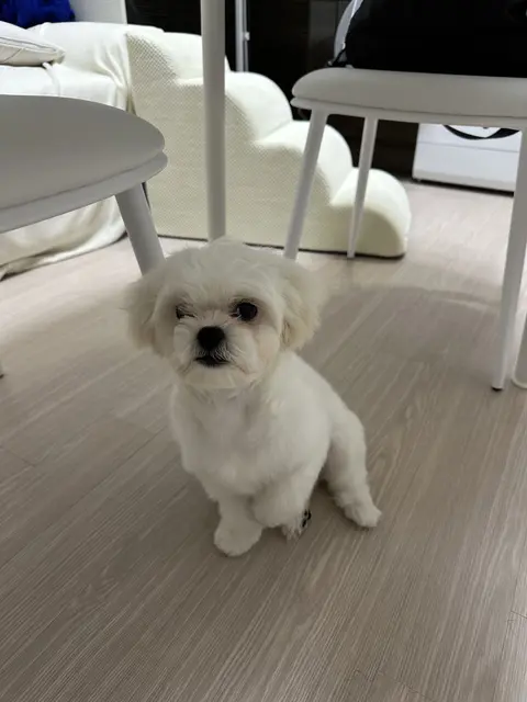 흰 털의 찹쌀이가 의자들 사이 따뜻한 실내에서 조용히 쉬고 있네요