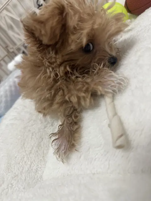 달콤한 설탕이가 포근한 침대에서 편하게 낮잠을 자고 있어요