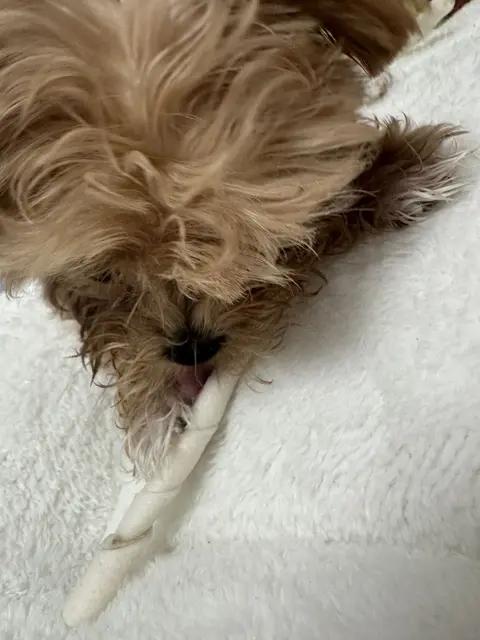 설탕이가 포근한 담요 위에서 편하게 쉬고 있네요.