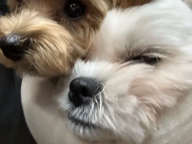 설탕이와 찹쌀이가 함께하는 따뜻한 순간이에요.