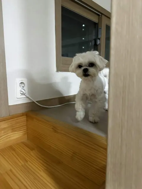 집 안에서 하얀 털의 찹쌀이가 호기심 가득한 눈빛으로 바라보고 있네요.