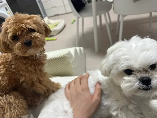 설탕이와 찹쌀이가 함께 편안한 낮잠 시간을 만끽하고 있네요.