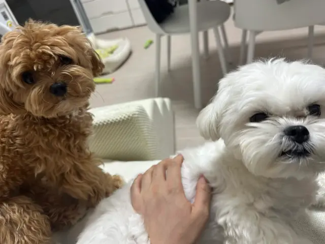 설탕이와 찹쌀이가 함께 따뜻한 시간을 보내는 소중한 순간이에요.