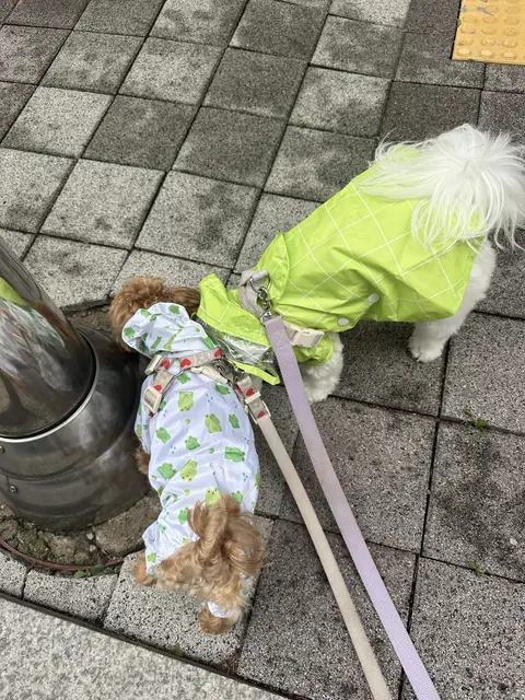 찹쌀이와 설탕이가 야외에서 예쁜 옷을 입고 함께 산책하는 따뜻한 시간